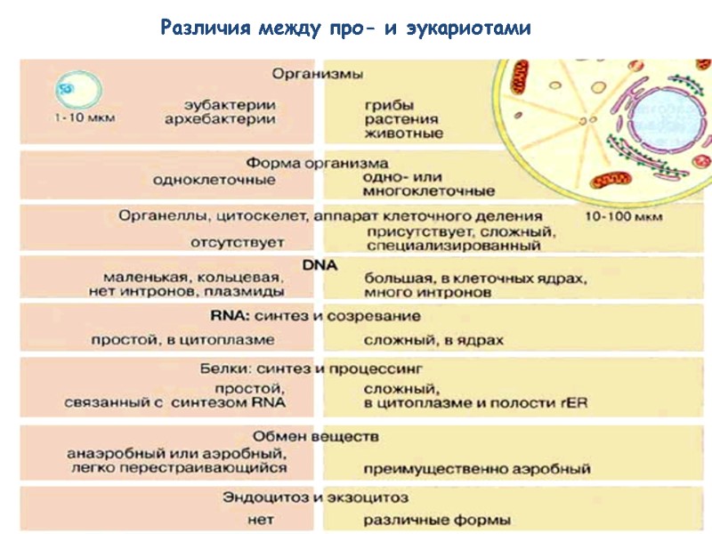 Различия между про- и эукариотами